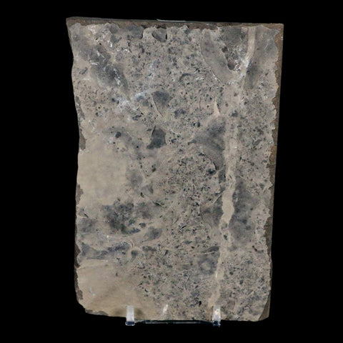 4.7" Eurypterus Sea Scorpion Fossil Eurypterid Silurian 420 Mil Yrs Old New York Stand - Fossil Age Minerals