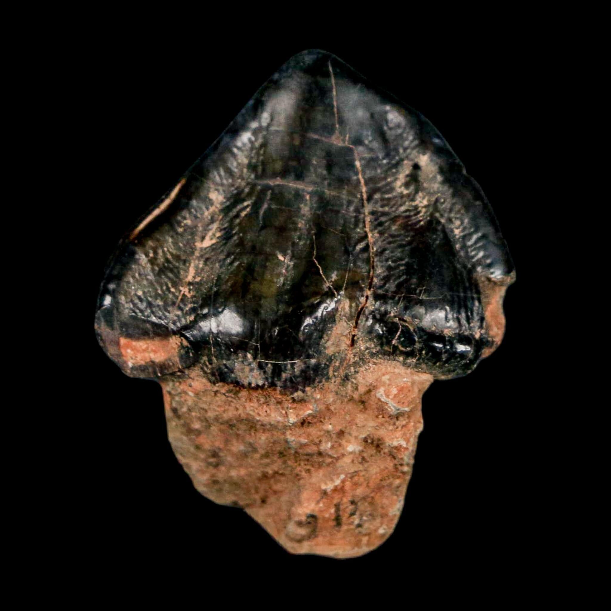 1.3" Coryphodon Fossil Tooth Willwood Formation Big Horn County Wyoming Stand - Fossil Age Minerals