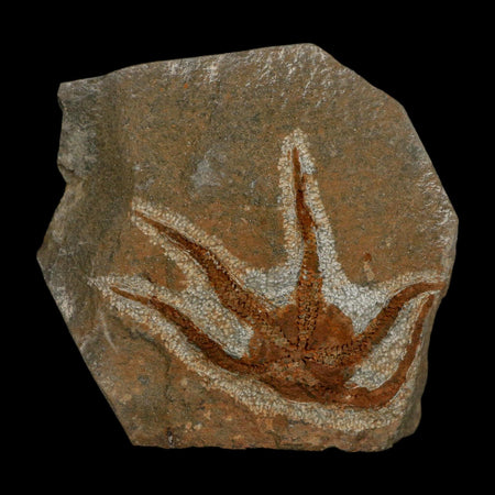 2.6" Brittlestar Ophiura Sp Starfish Fossil Ordovician Age Morocco COA