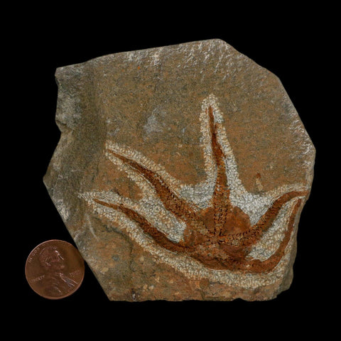 2.6" Brittlestar Ophiura Sp Starfish Fossil Ordovician Age Morocco COA - Fossil Age Minerals