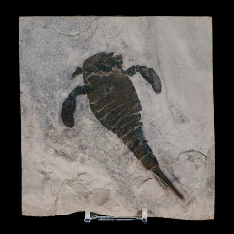4.6" Eurypterus Sea Scorpion Fossil Eurypterid Silurian 420 Mil Yrs Old New York Stand - Fossil Age Minerals