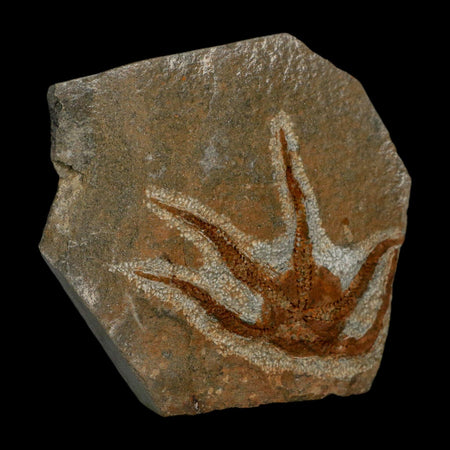 2.6" Brittlestar Ophiura Sp Starfish Fossil Ordovician Age Morocco COA