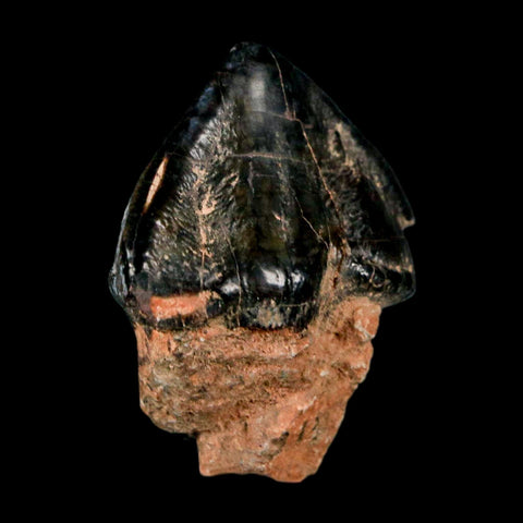 1.3" Coryphodon Fossil Tooth Willwood Formation Big Horn County Wyoming Stand