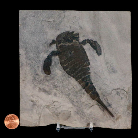 4.6" Eurypterus Sea Scorpion Fossil Eurypterid Silurian 420 Mil Yrs Old New York Stand - Fossil Age Minerals