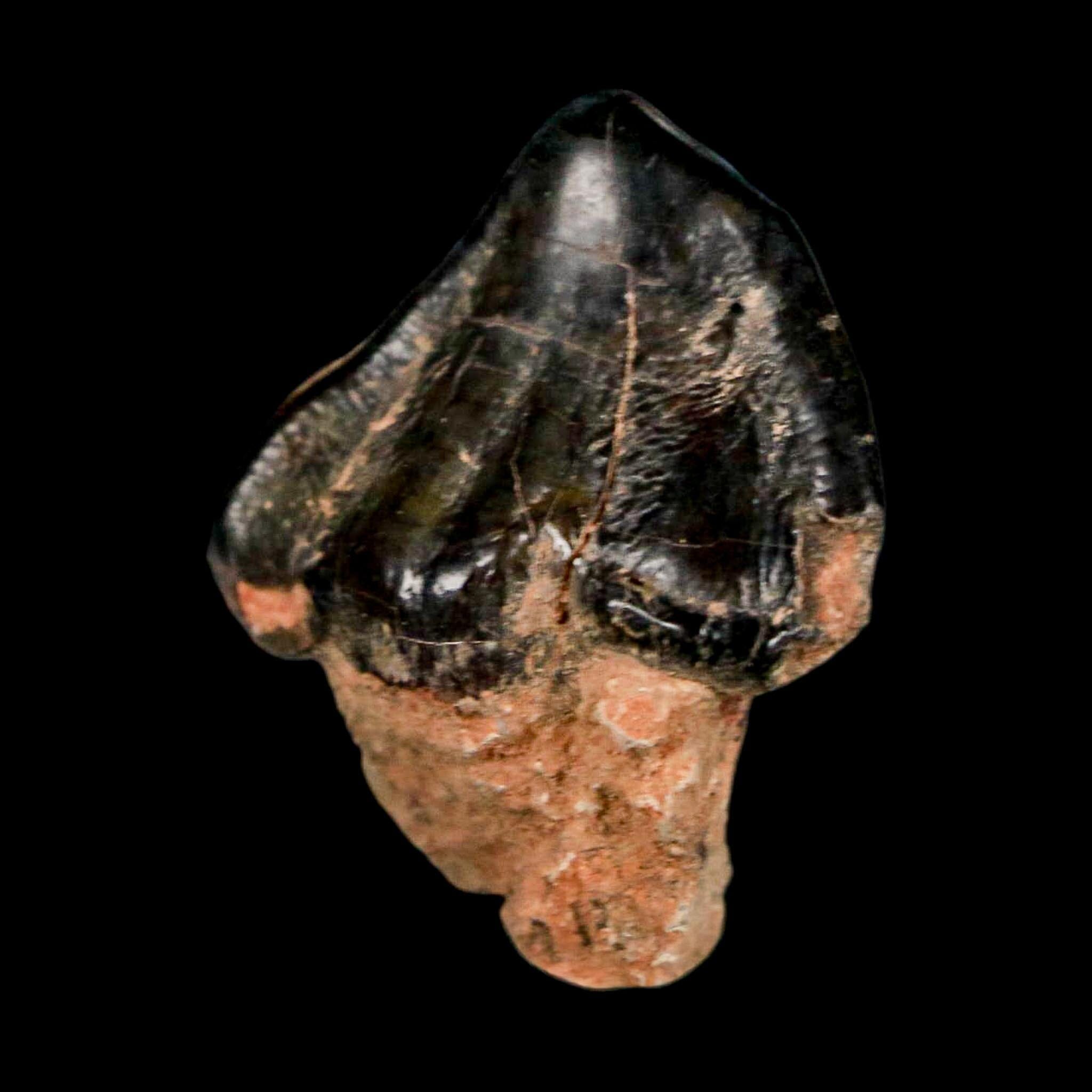 1.3" Coryphodon Fossil Tooth Willwood Formation Big Horn County Wyoming Stand - Fossil Age Minerals