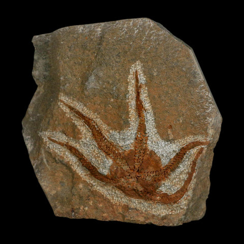 2.6" Brittlestar Ophiura Sp Starfish Fossil Ordovician Age Morocco COA - Fossil Age Minerals