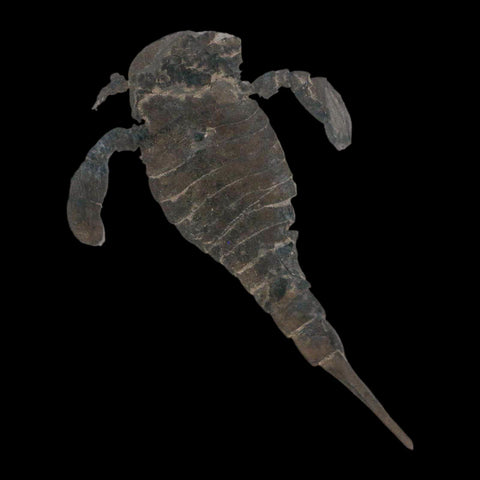 4.6" Eurypterus Sea Scorpion Fossil Eurypterid Silurian 420 Mil Yrs Old New York Stand - Fossil Age Minerals