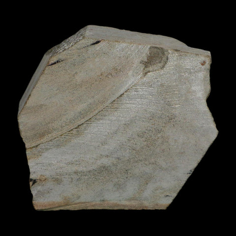 2.6" Brittlestar Ophiura Sp Starfish Fossil Ordovician Age Morocco COA - Fossil Age Minerals