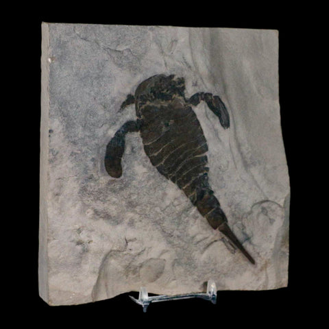 4.6" Eurypterus Sea Scorpion Fossil Eurypterid Silurian 420 Mil Yrs Old New York Stand - Fossil Age Minerals