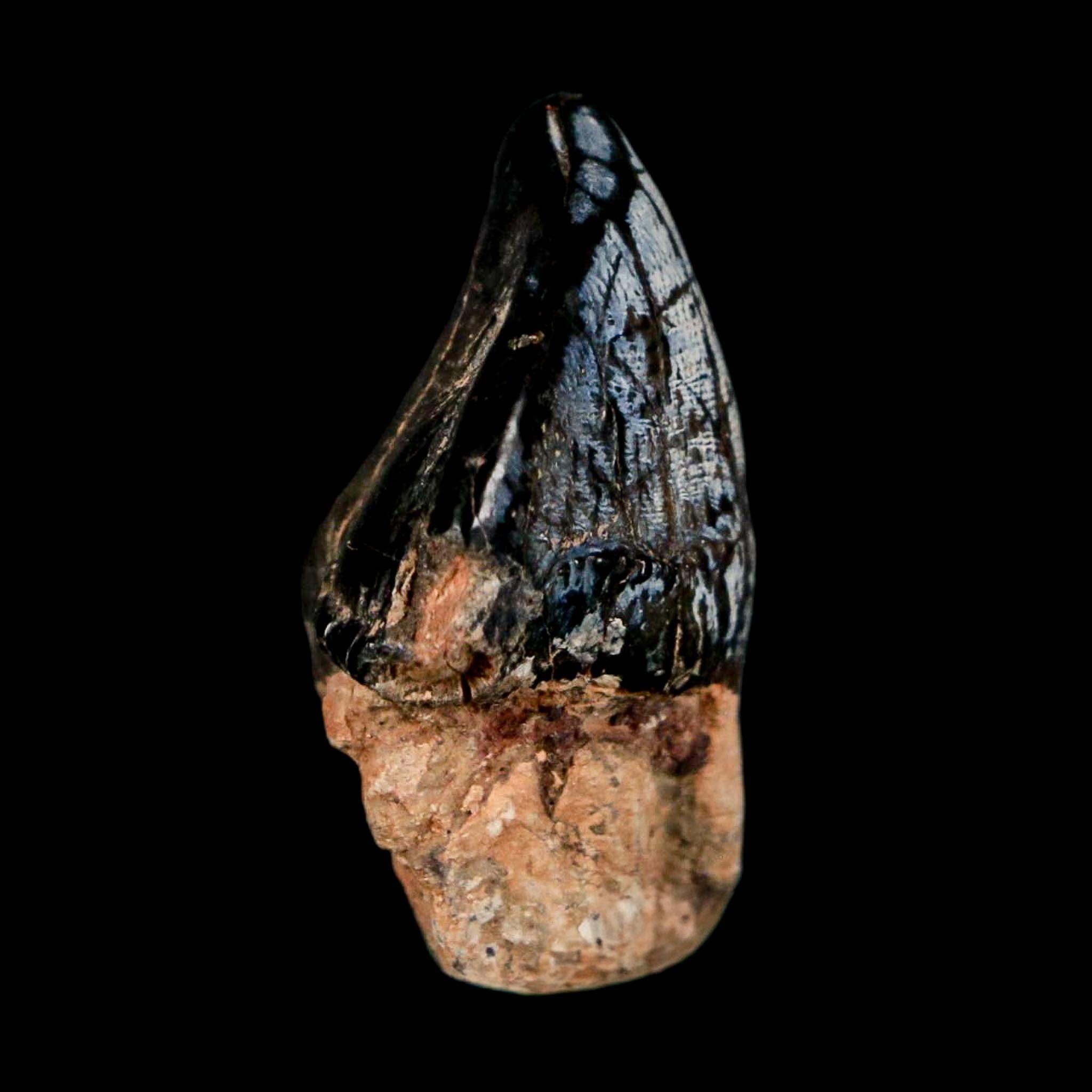 1.3" Coryphodon Fossil Tooth Willwood Formation Big Horn County Wyoming Stand - Fossil Age Minerals