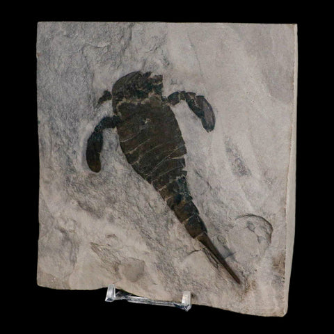 4.6" Eurypterus Sea Scorpion Fossil Eurypterid Silurian 420 Mil Yrs Old New York Stand - Fossil Age Minerals