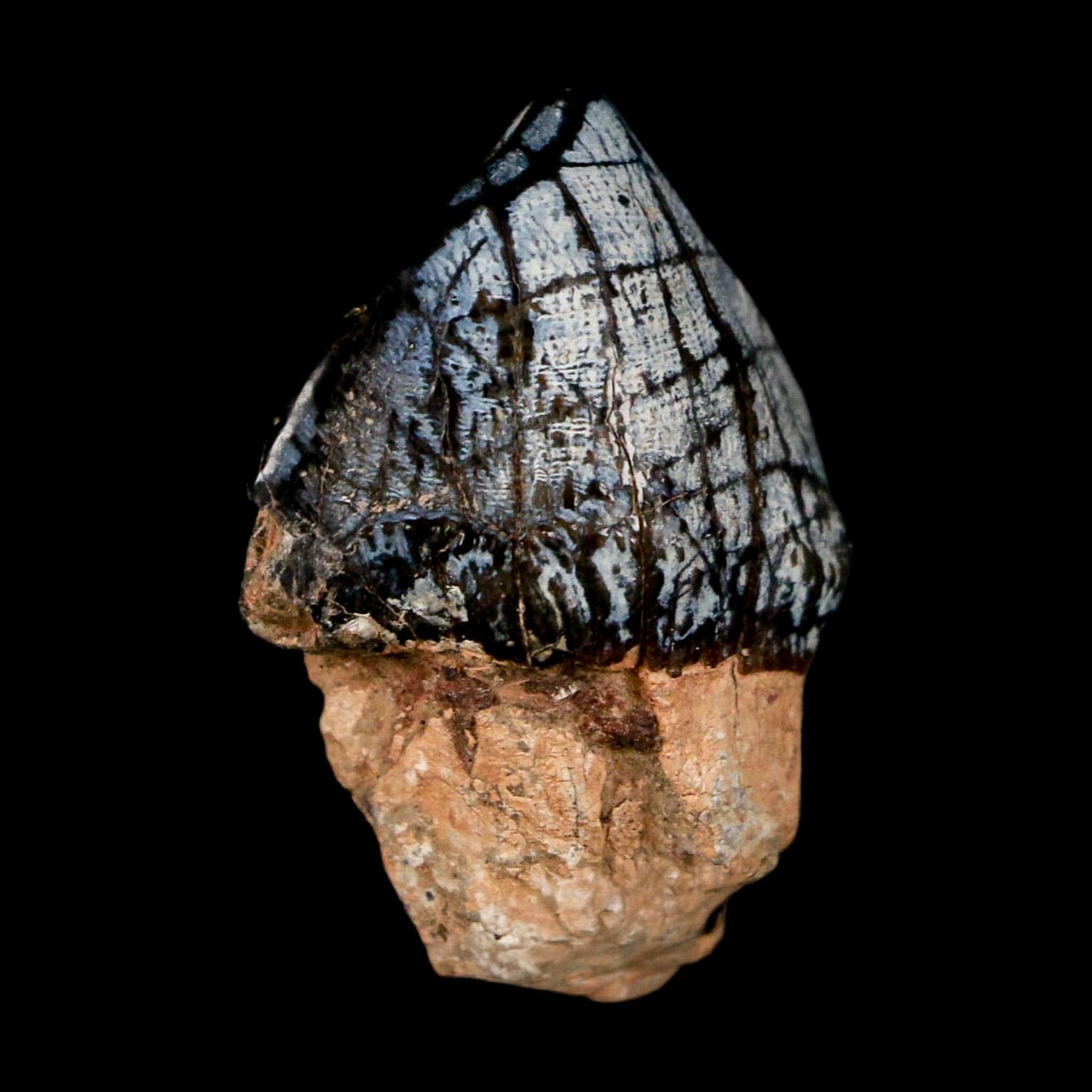 1.3" Coryphodon Fossil Tooth Willwood Formation Big Horn County Wyoming Stand - Fossil Age Minerals