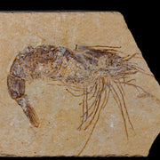 2.7" Fossil Shrimp Carpopenaeus Cretaceous Age 100 Mil Yrs Old Lebanon COA