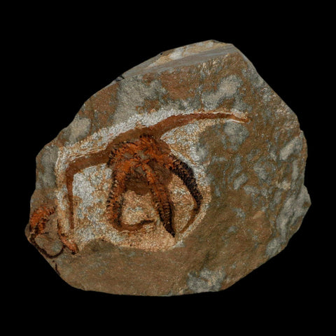 2.4" Brittlestar Ophiura Sp Starfish Fossil Ordovician Age Morocco COA - Fossil Age Minerals