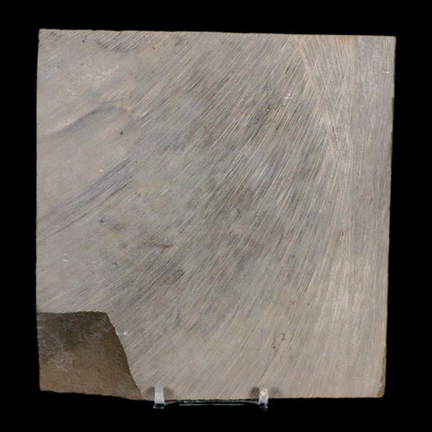 4.6" Eurypterus Sea Scorpion Fossil Eurypterid Silurian 420 Mil Yrs Old New York Stand - Fossil Age Minerals