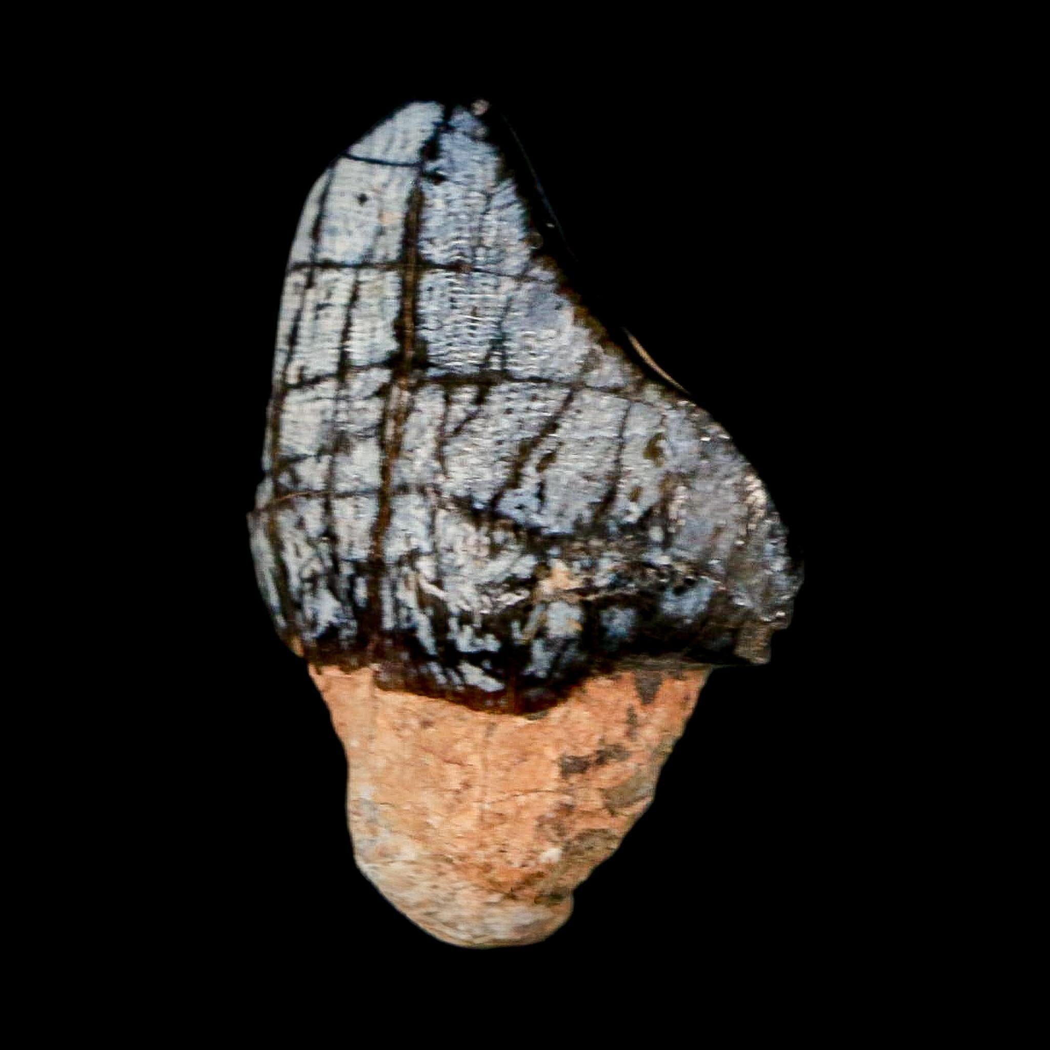 1.3" Coryphodon Fossil Tooth Willwood Formation Big Horn County Wyoming Stand - Fossil Age Minerals