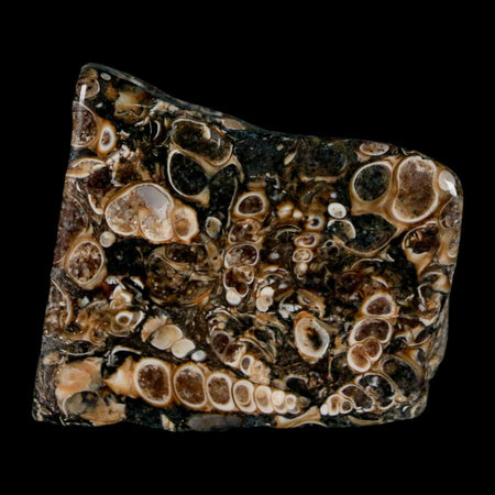 1.8" Polished Cut Slab Of Fossil Turritella Shells Eocene Age Wyoming Gastropod Shells