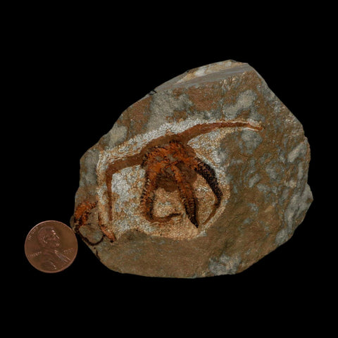2.4" Brittlestar Ophiura Sp Starfish Fossil Ordovician Age Morocco COA - Fossil Age Minerals