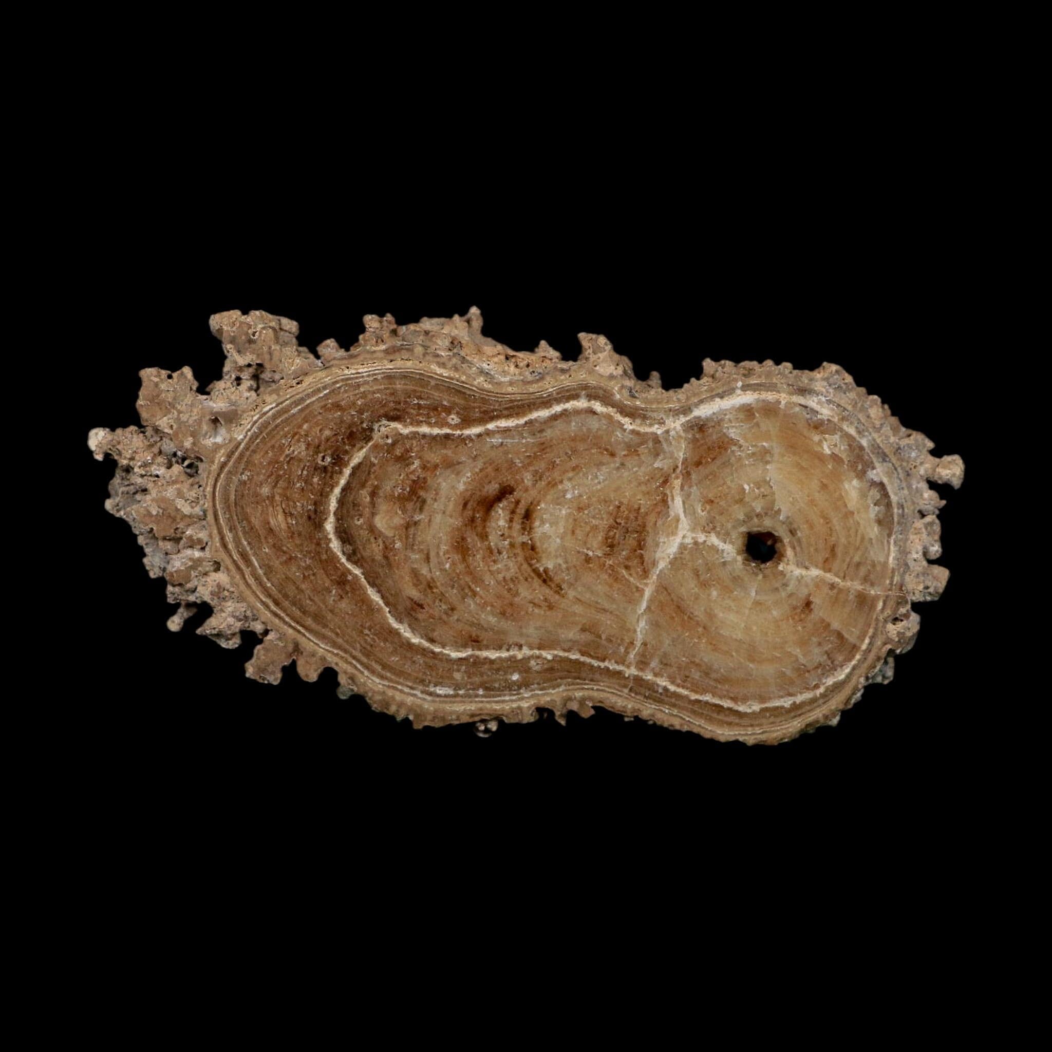 4.8" Aragonite Stalactite Slice Cave Calcite Crystal Mineral Specimen Morocco