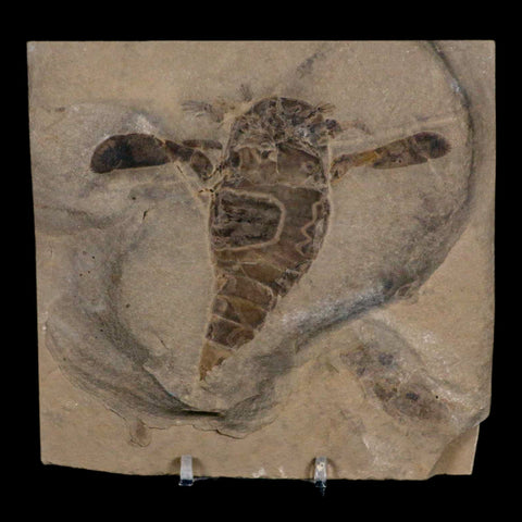 4.1" Eurypterus Sea Scorpion Fossil Eurypterid Silurian 420 Mil Yrs Old New York Stand - Fossil Age Minerals