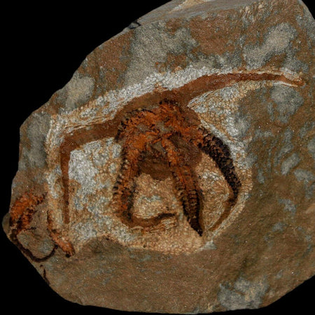 2.4" Brittlestar Ophiura Sp Starfish Fossil Ordovician Age Morocco COA