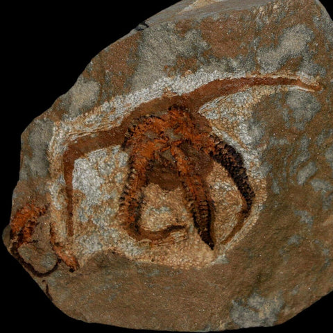 2.4" Brittlestar Ophiura Sp Starfish Fossil Ordovician Age Morocco COA - Fossil Age Minerals