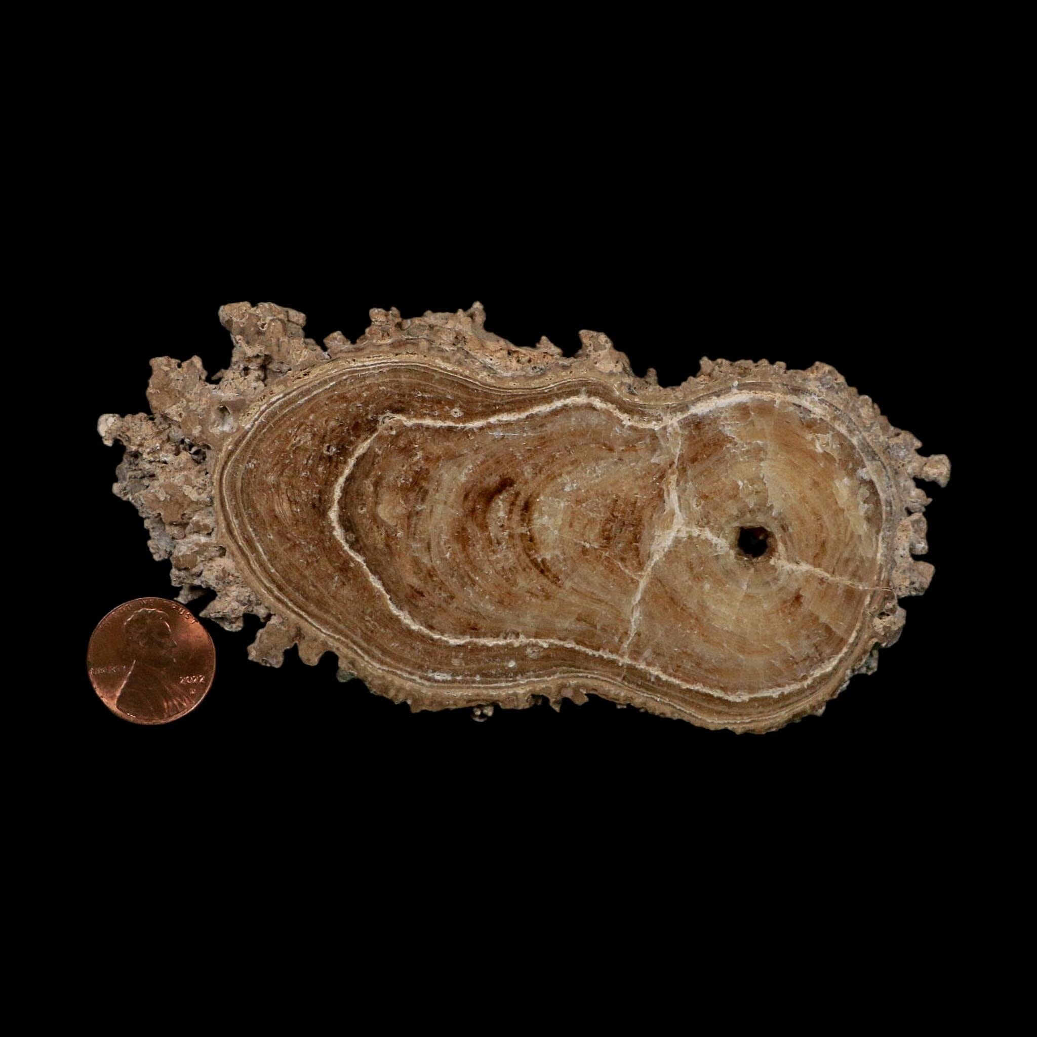 4.8" Aragonite Stalactite Slice Cave Calcite Crystal Mineral Specimen Morocco