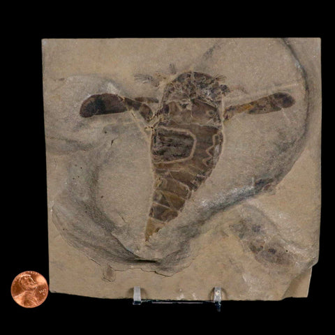 4.1" Eurypterus Sea Scorpion Fossil Eurypterid Silurian 420 Mil Yrs Old New York Stand - Fossil Age Minerals