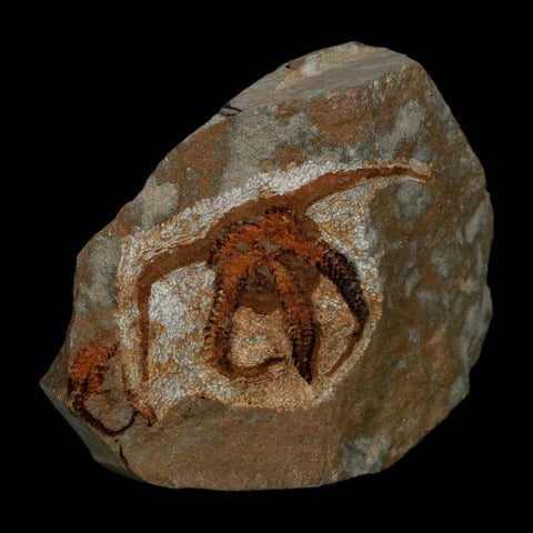 2.4" Brittlestar Ophiura Sp Starfish Fossil Ordovician Age Morocco COA - Fossil Age Minerals