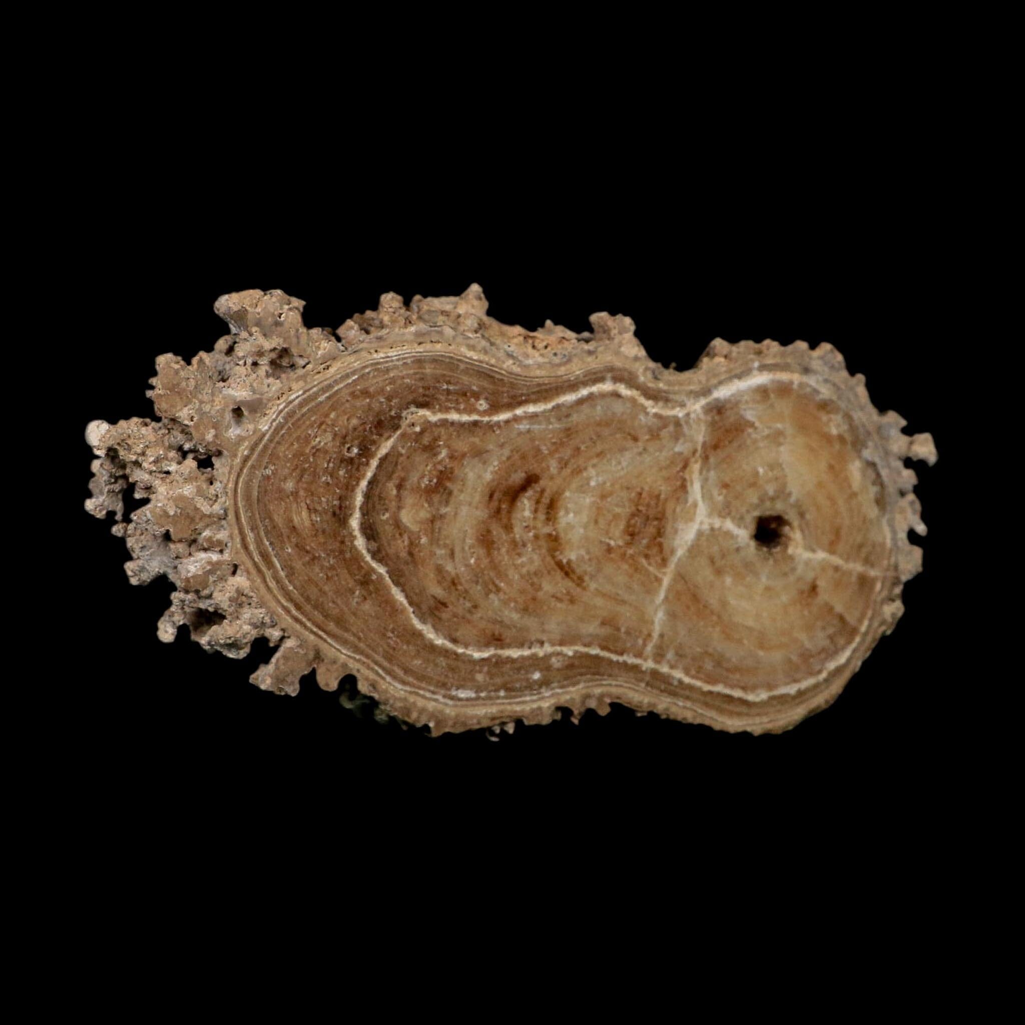4.8" Aragonite Stalactite Slice Cave Calcite Crystal Mineral Specimen Morocco