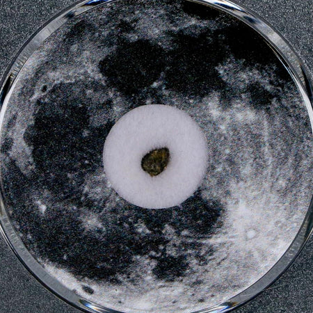 Moon Rock Lunar Meteorite Bechar 003 Algerian Sahara Desert Discovered 2022 COA