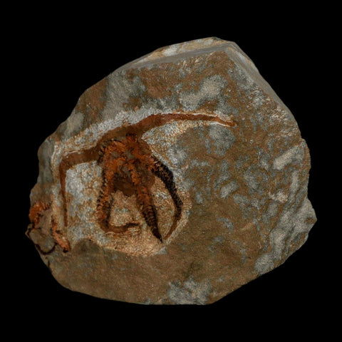 2.4" Brittlestar Ophiura Sp Starfish Fossil Ordovician Age Morocco COA - Fossil Age Minerals