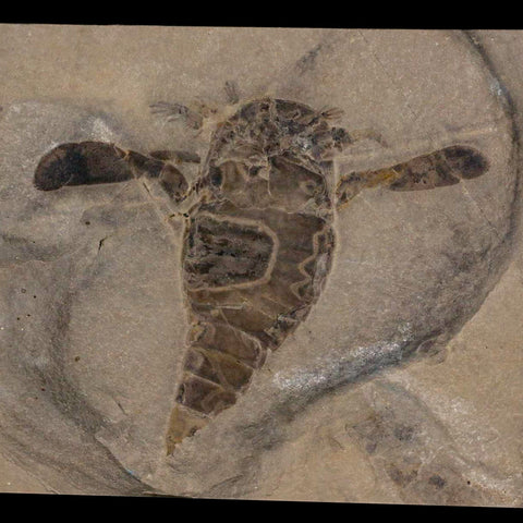 4.1" Eurypterus Sea Scorpion Fossil Eurypterid Silurian 420 Mil Yrs Old New York Stand - Fossil Age Minerals