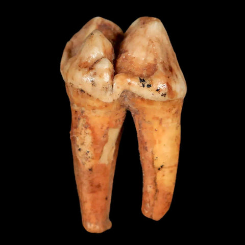 1.4" Extinct Cave Bear Ursus Spelaeus Pre-Molar Tooth Rooted Pleistocene Age COA - Fossil Age Minerals