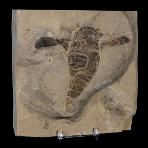 4.1" Eurypterus Sea Scorpion Fossil Eurypterid Silurian 420 Mil Yrs Old New York Stand - Fossil Age Minerals