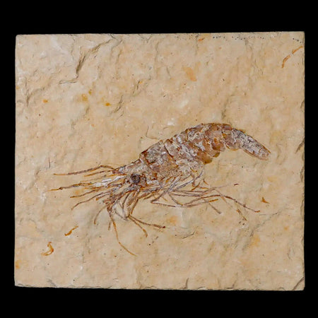 2.9" Fossil Shrimp Carpopenaeus Cretaceous Age 100 Mil Yrs Old Lebanon COA