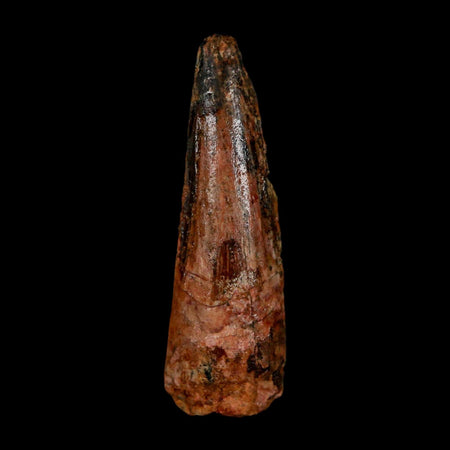 1.8" Spinosaurus Fossil Tooth 100 Million Years Old Cretaceous Dinosaur COA Stand
