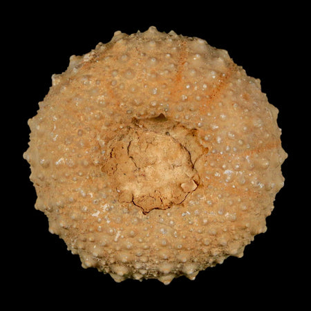 40MM Detailed Fossil Tetragramma Marticense Sea Urchin Echinoid Cretaceous