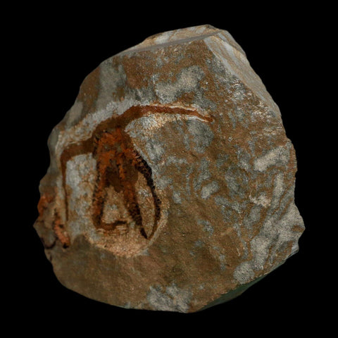 2.4" Brittlestar Ophiura Sp Starfish Fossil Ordovician Age Morocco COA - Fossil Age Minerals