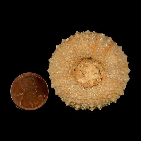 40MM Detailed Fossil Tetragramma Marticense Sea Urchin Echinoid Cretaceous