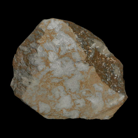 2.4" Brittlestar Ophiura Sp Starfish Fossil Ordovician Age Morocco COA - Fossil Age Minerals