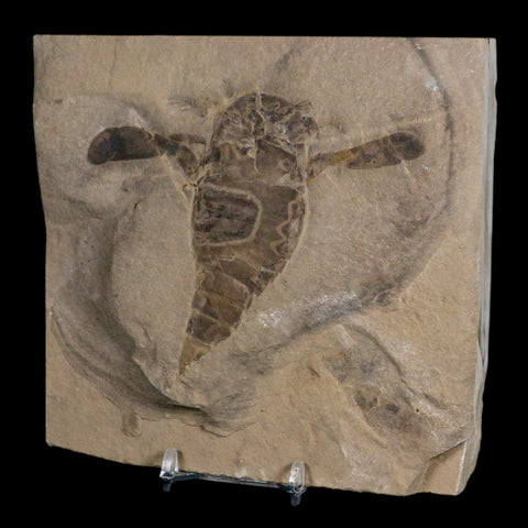 4.1" Eurypterus Sea Scorpion Fossil Eurypterid Silurian 420 Mil Yrs Old New York Stand - Fossil Age Minerals