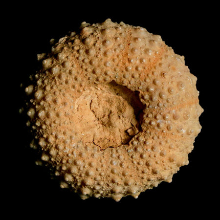 40MM Detailed Fossil Tetragramma Marticense Sea Urchin Echinoid Cretaceous