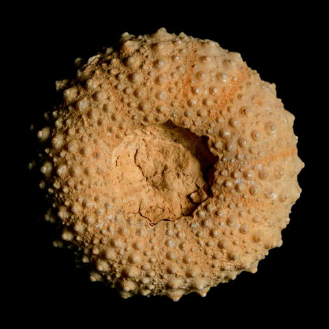 40MM Detailed Fossil Tetragramma Marticense Sea Urchin Echinoid Cretaceous