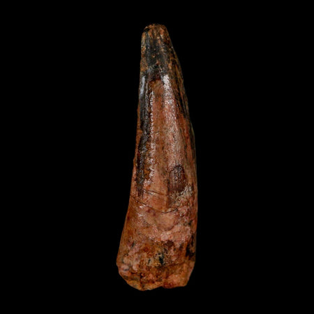 1.8" Spinosaurus Fossil Tooth 100 Million Years Old Cretaceous Dinosaur COA Stand