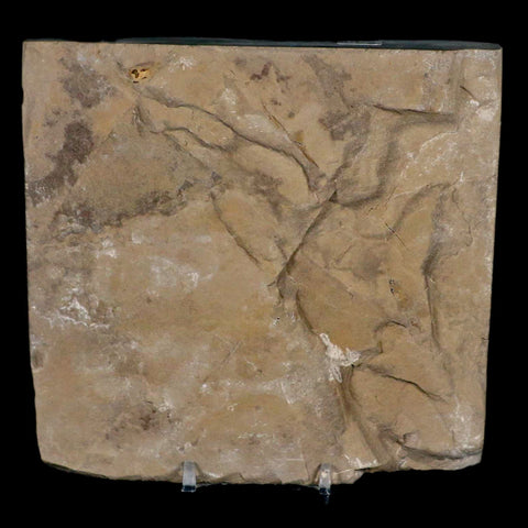 4.1" Eurypterus Sea Scorpion Fossil Eurypterid Silurian 420 Mil Yrs Old New York Stand - Fossil Age Minerals