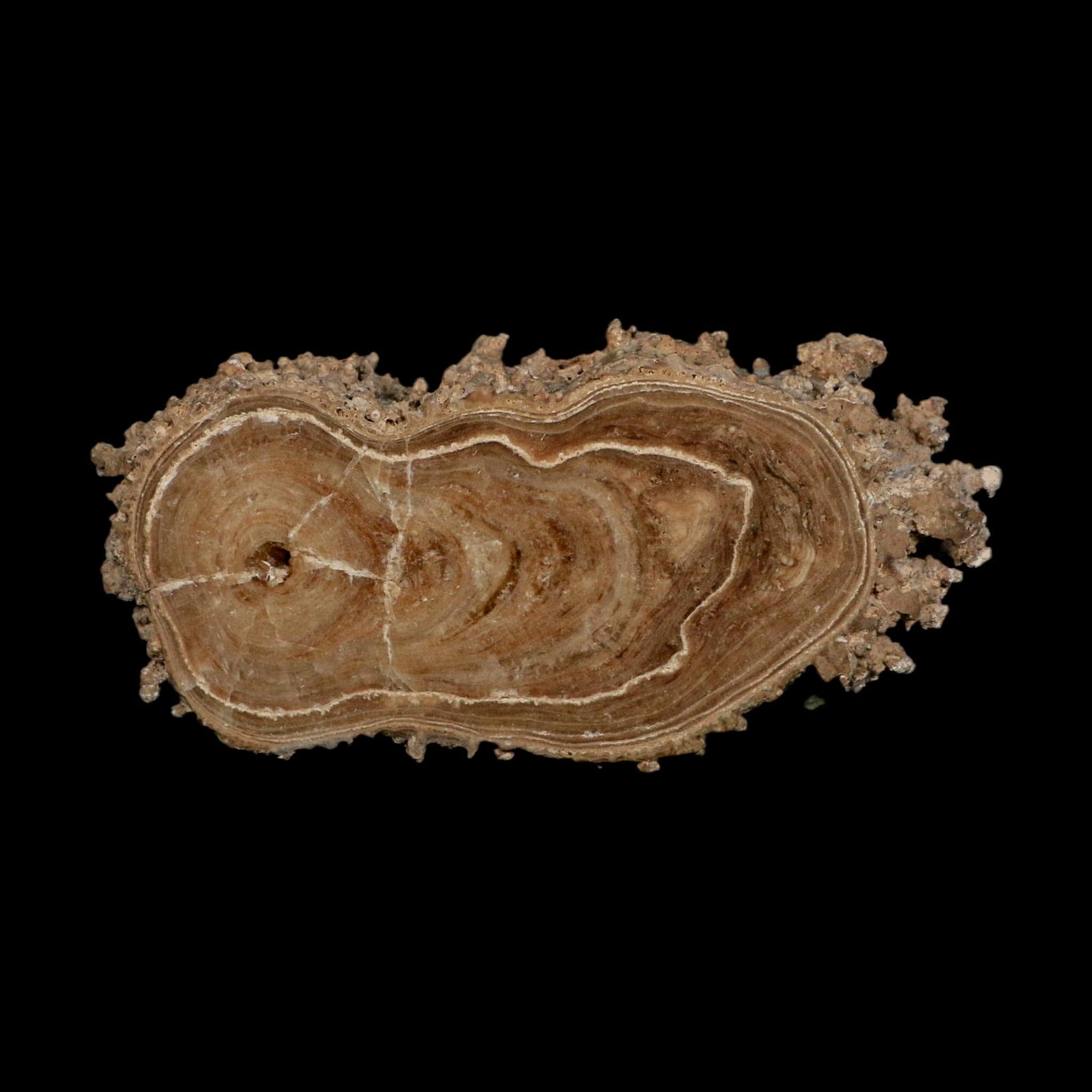 4.8" Aragonite Stalactite Slice Cave Calcite Crystal Mineral Specimen Morocco