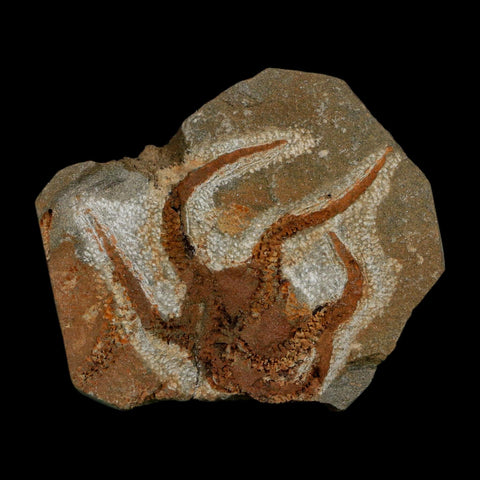 2" Brittlestar Ophiura Sp Starfish Fossil Ordovician Age Morocco COA - Fossil Age Minerals
