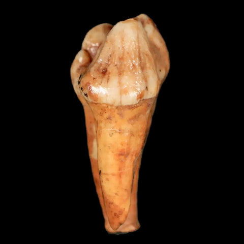 1.4" Extinct Cave Bear Ursus Spelaeus Pre-Molar Tooth Rooted Pleistocene Age COA - Fossil Age Minerals