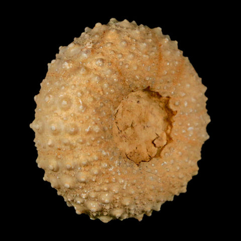40MM Detailed Fossil Tetragramma Marticense Sea Urchin Echinoid Cretaceous